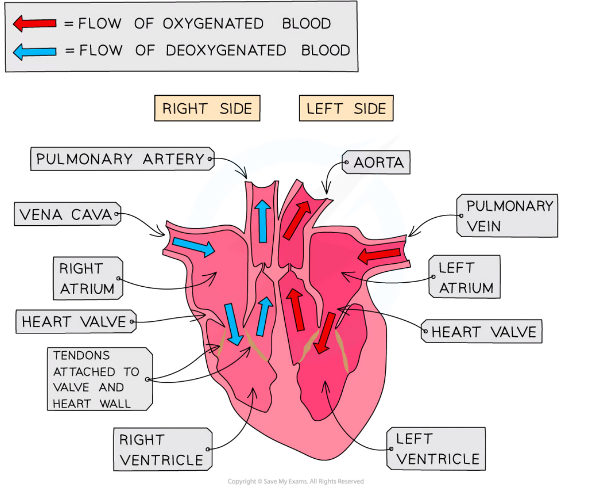 AQA source diagram showing the four chambers, valves, major blood vessels and direction of oxygenated and deoxygenated blood flow