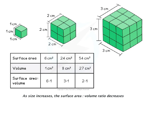 Source diagram comparing 1 cm, 2 cm and 3 cm cubes and their decreasing surface-area-to-volume ratio