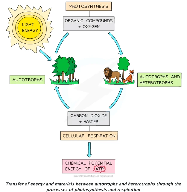 Source diagram linking photosynthesis, respiration, autotrophs and heterotrophs through carbon compounds and energy transfer