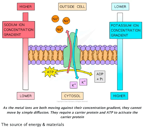 Source diagram of the sodium-potassium pump moving sodium ions out and potassium ions into a cell using ATP