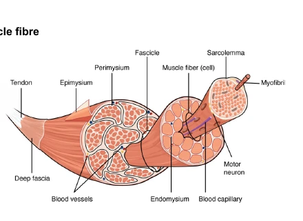 Source diagram showing the structure of a mammalian skeletal muscle fibre, fascicle, muscle fibres, myofibrils and connective tissue layers