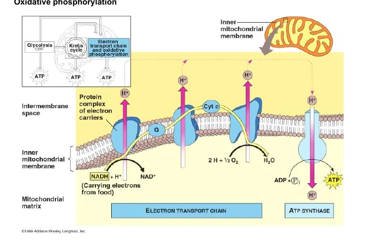 Source diagram of oxidative phosphorylation at the inner mitochondrial membrane, showing electron carriers, proton pumping and ATP synthase