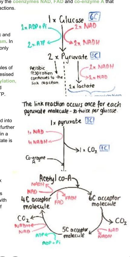 Source diagram showing glycolysis, anaerobic pathways, the link reaction and Krebs cycle